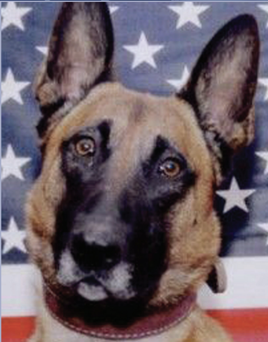 Bart the warrior dog