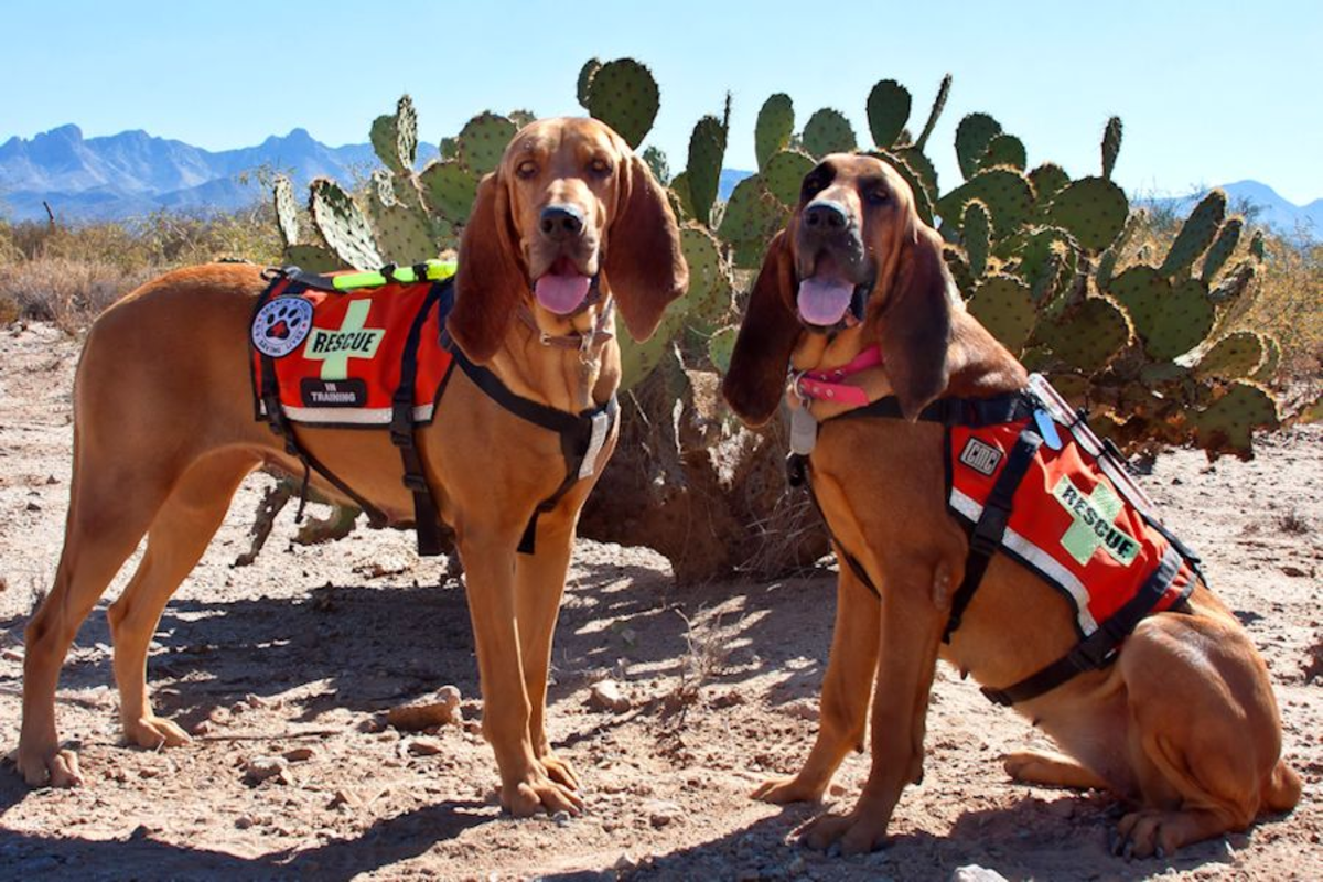 to-10-search-and-rescue-dog-breeds