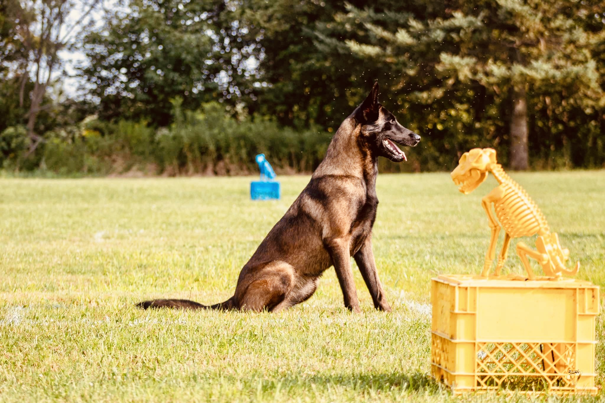 Kiba