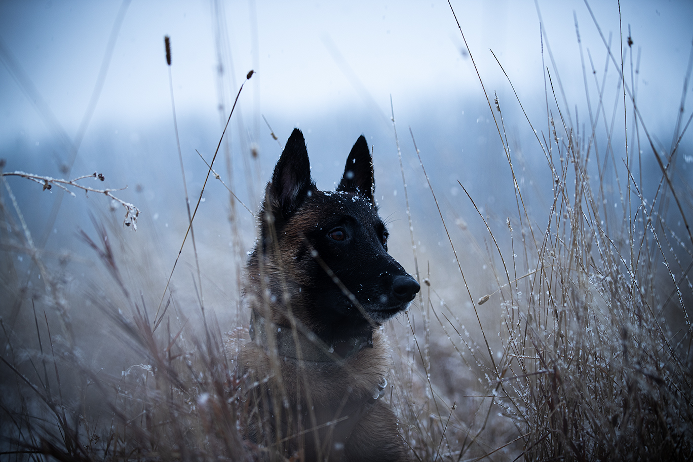 UNITED CANINE LOF VEST